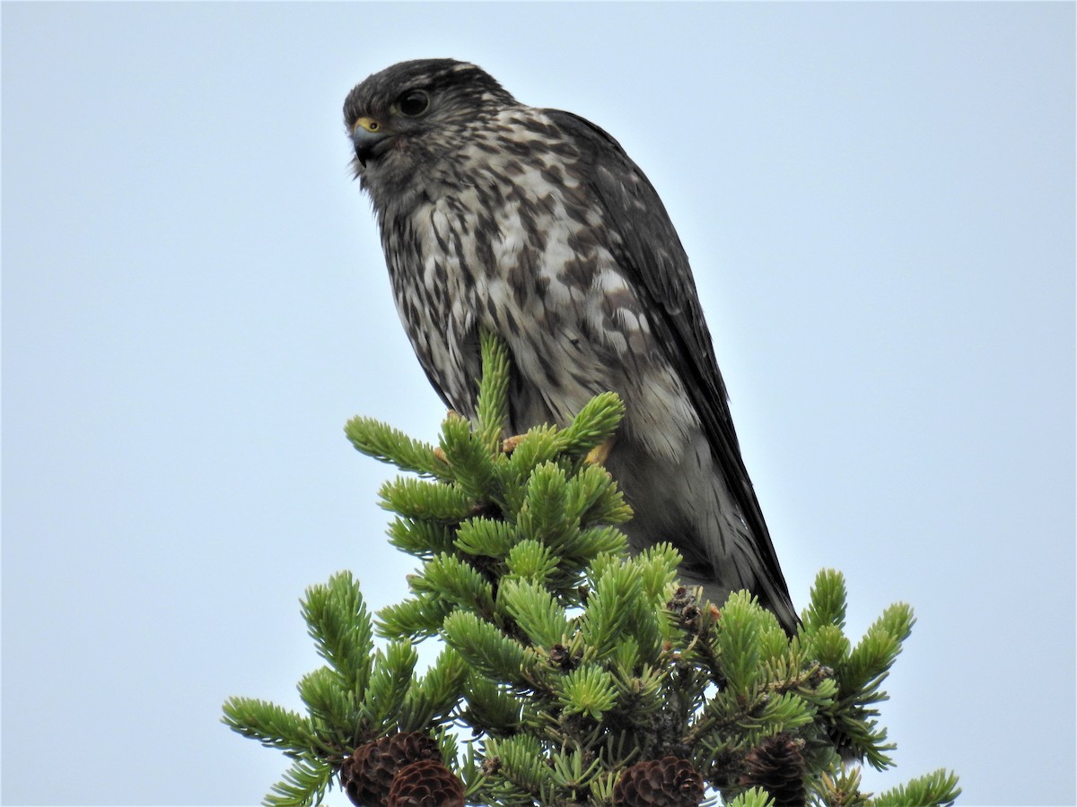 Merlin - Bob Saunders