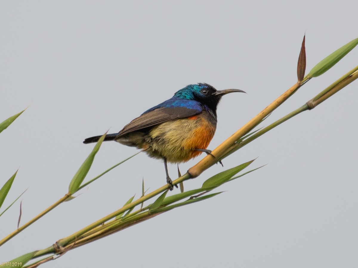 カワリタイヨウチョウ（igneiventris） - ML172786161