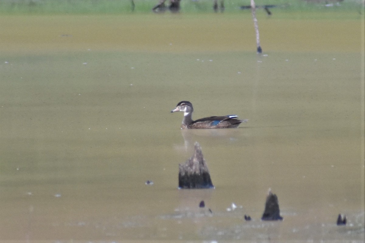 Wood Duck - ML172786351
