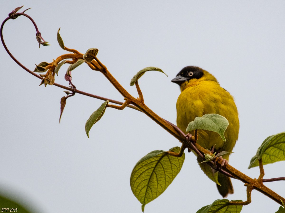 Baglafecht Weaver - ML172787751