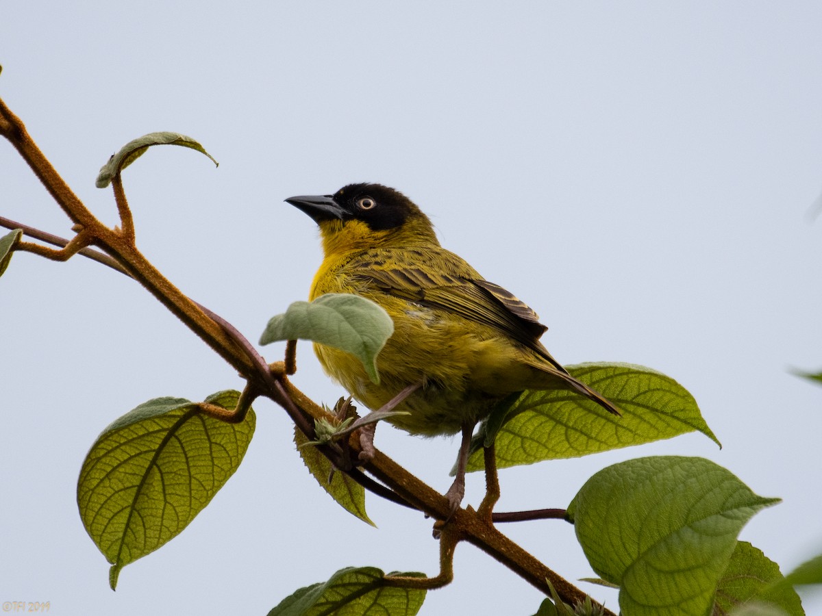 Baglafecht Weaver - ML172788431