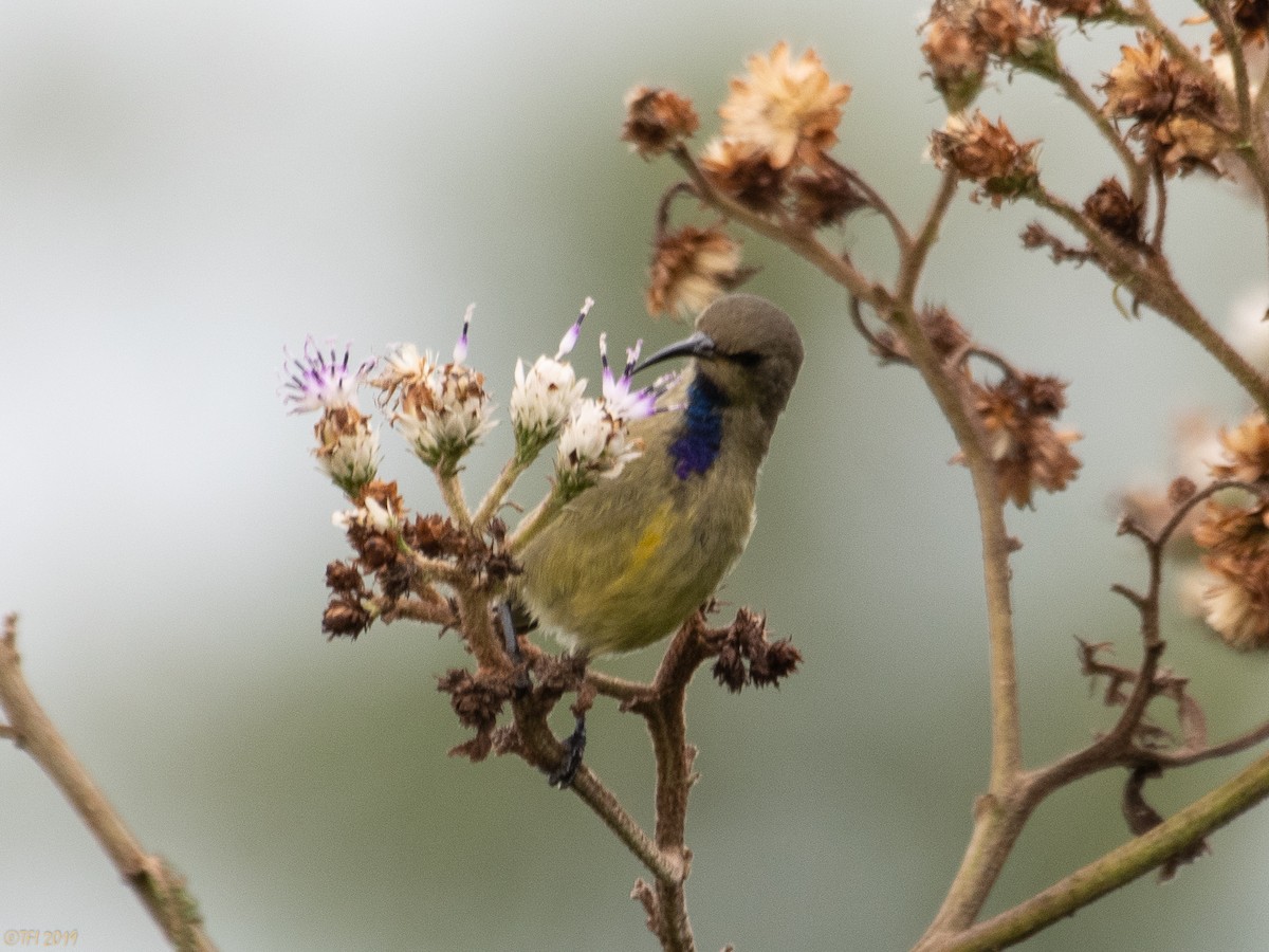 Variable Sunbird (Orange-chested) - ML172789211