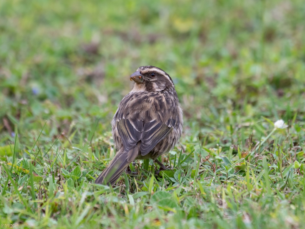 Streaky Seedeater - ML172789281