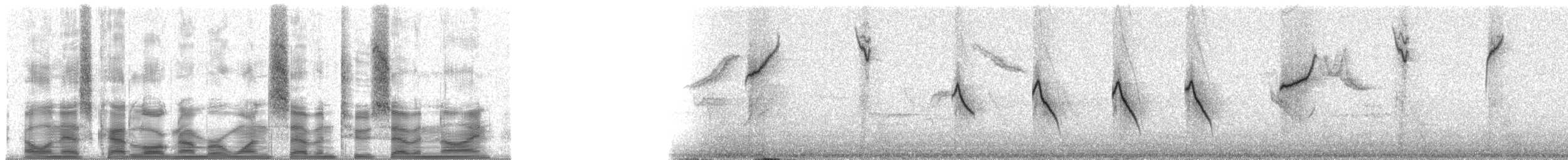 マミジロモリフウキンチョウ（auricularis） - ML17279