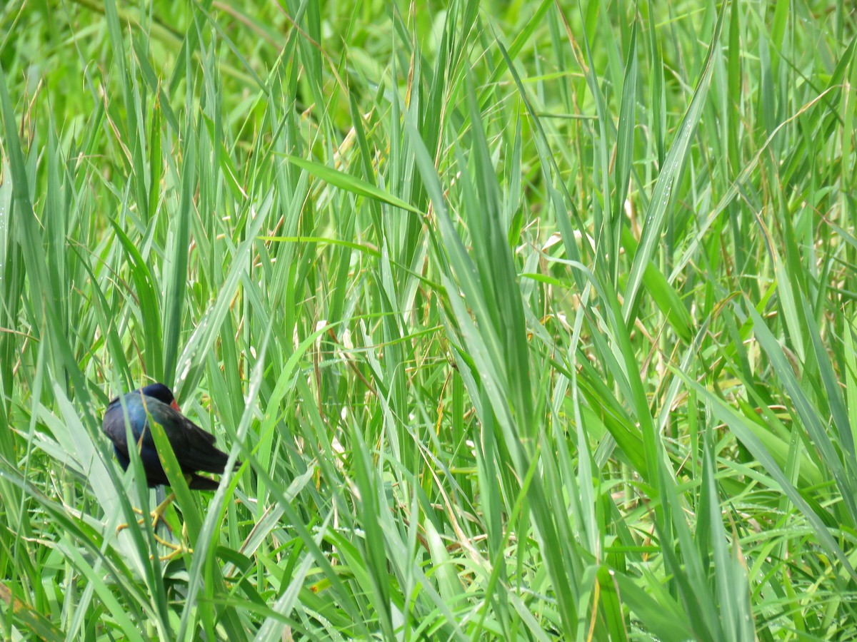 Purple Gallinule - ML172790621