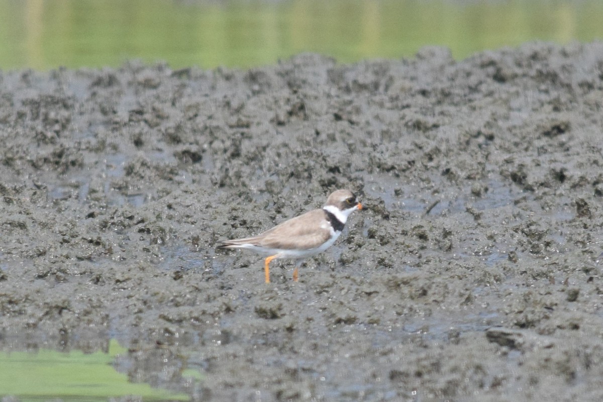 Semipalmated Plover - John Graham