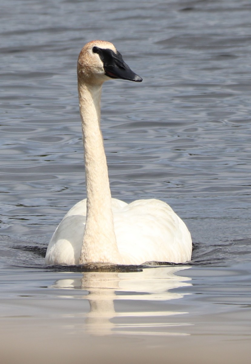 Trumpeter Swan - valerie heemstra