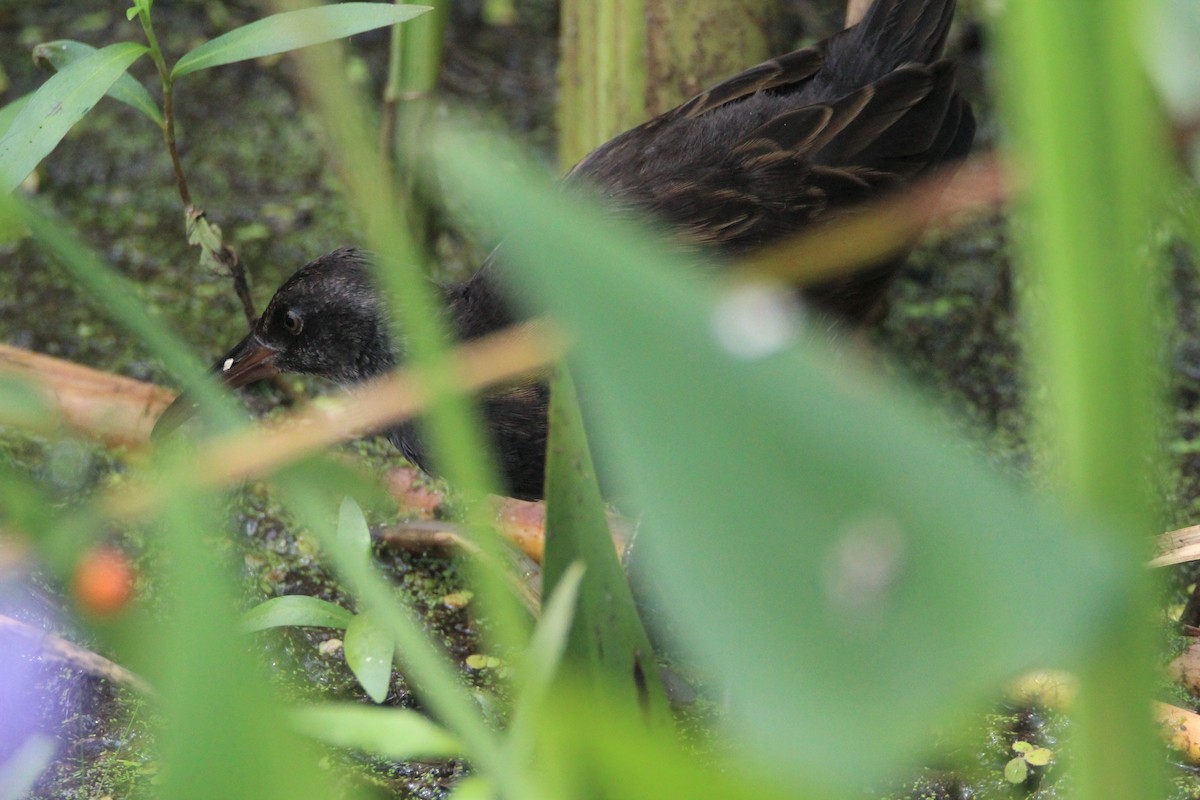 Virginia Rail - Patrick Sysiong