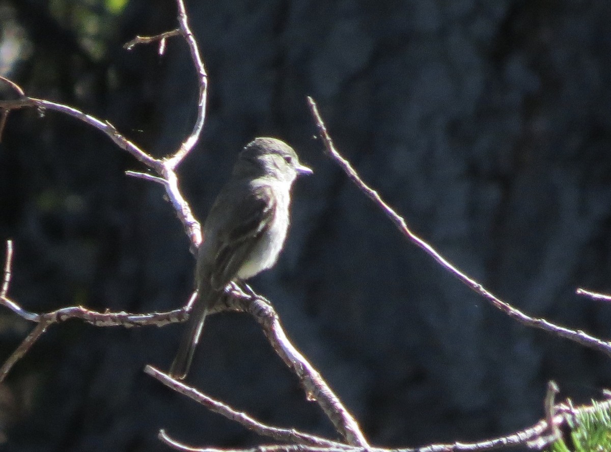 Dusky Flycatcher - ML172798841