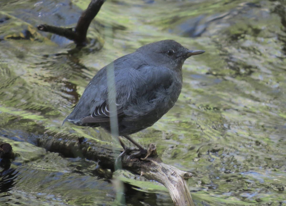 American Dipper - ML172799001