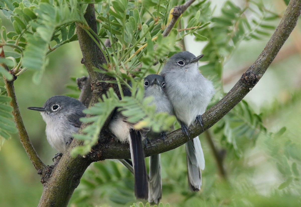 Black-capped Gnatcatcher - Theo Staengl