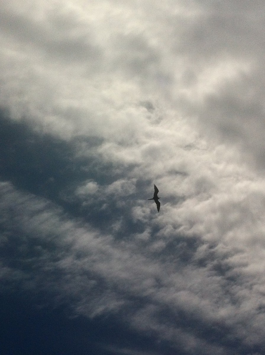 Magnificent Frigatebird - ML172800081