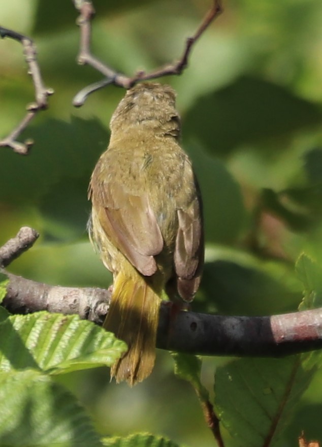 Common Yellowthroat - ML172800401