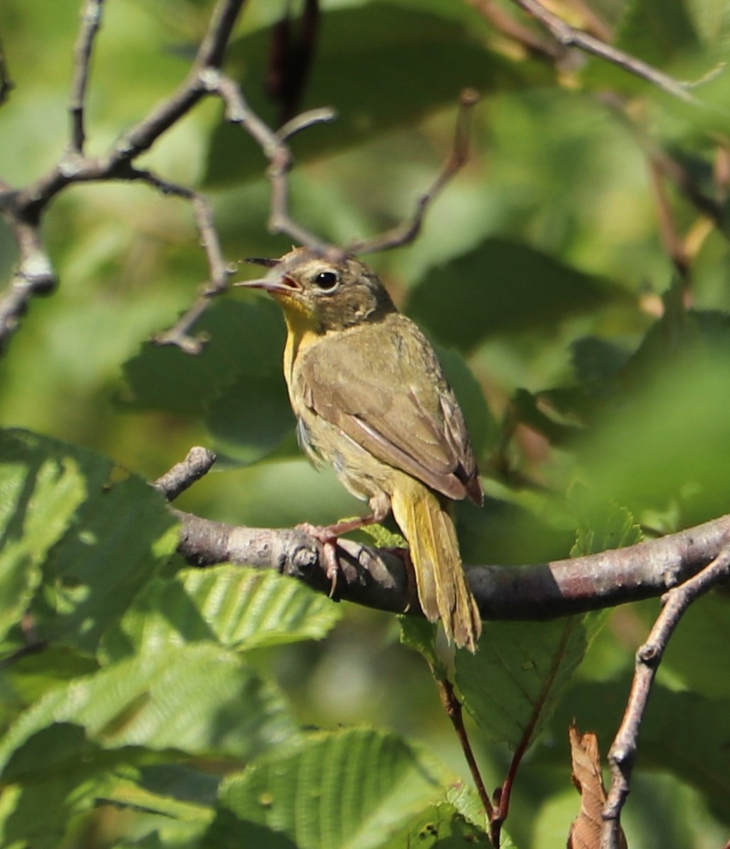 Common Yellowthroat - ML172800571