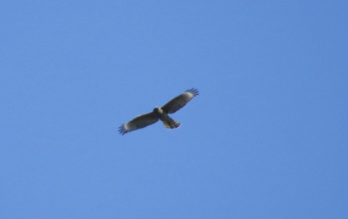 Red-shouldered Hawk - ML172801191