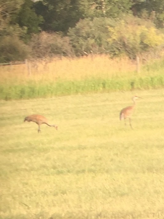 Sandhill Crane - ML172804271