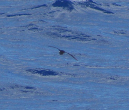 Audubon's Shearwater - ML172804421