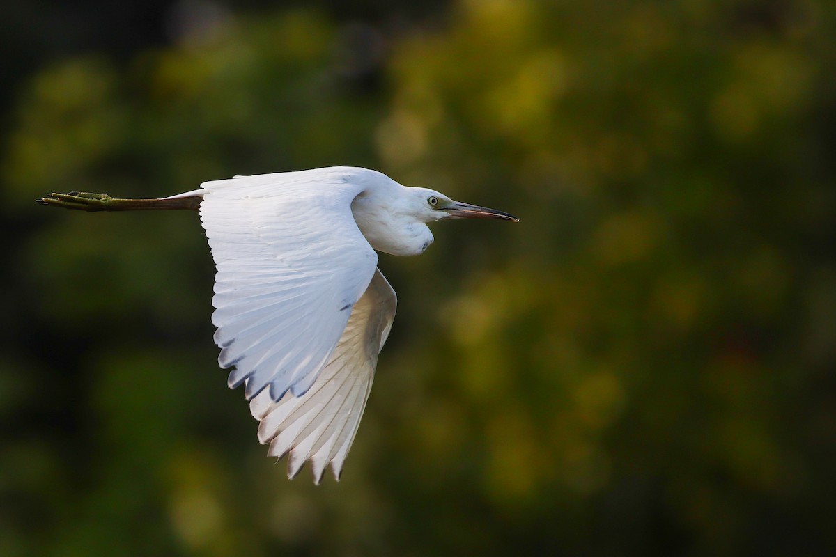 Little Blue Heron - Martina Nordstrand