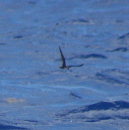 Audubon's Shearwater - ML172806801