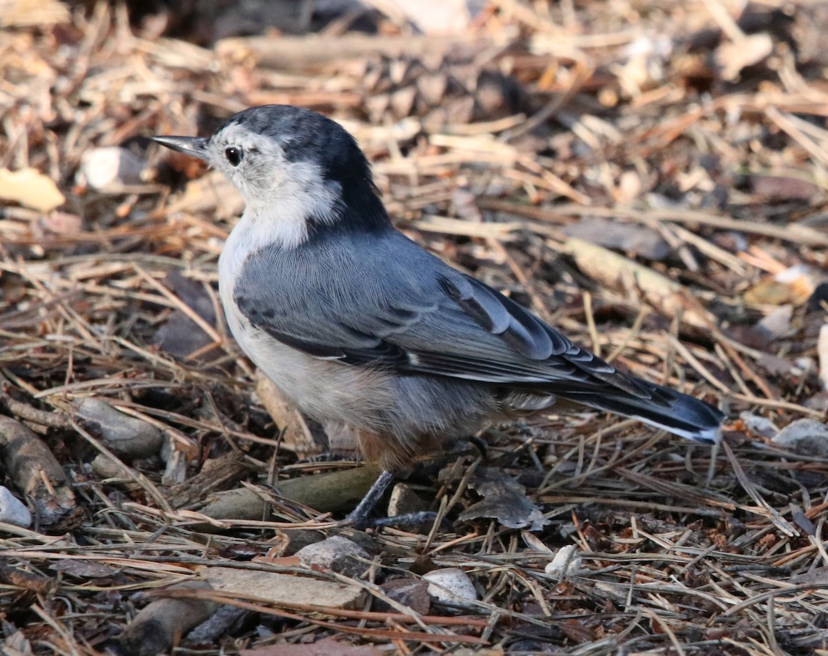 White-breasted Nuthatch - Loren Kliewer