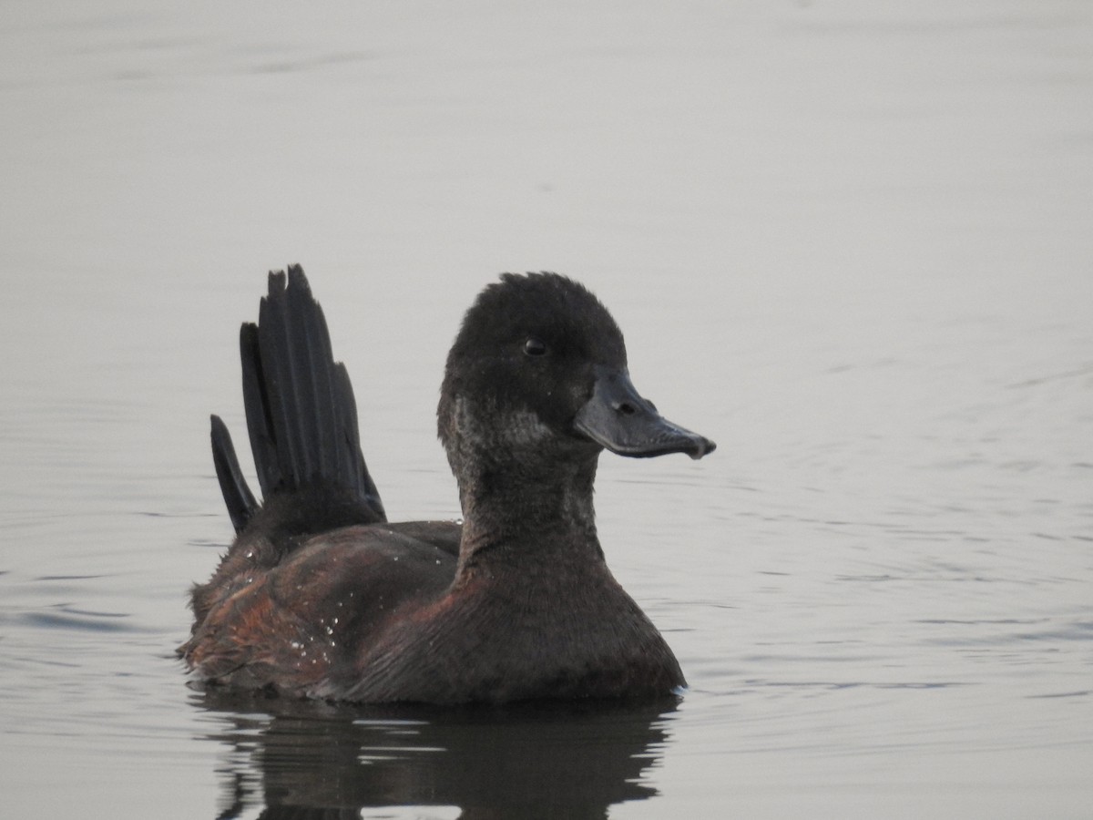 Andean Duck - ML172807811