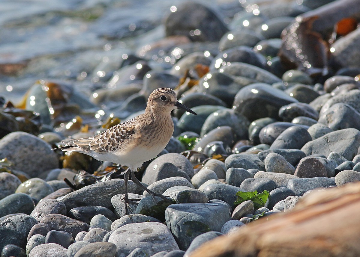 Baird's Sandpiper - Marie O'Shaughnessy