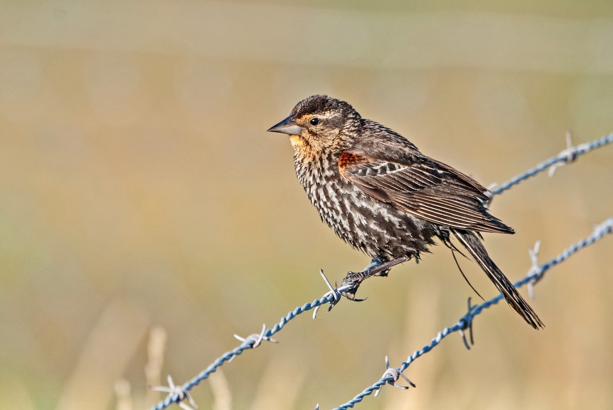 Red-winged Blackbird - Andrew Simon