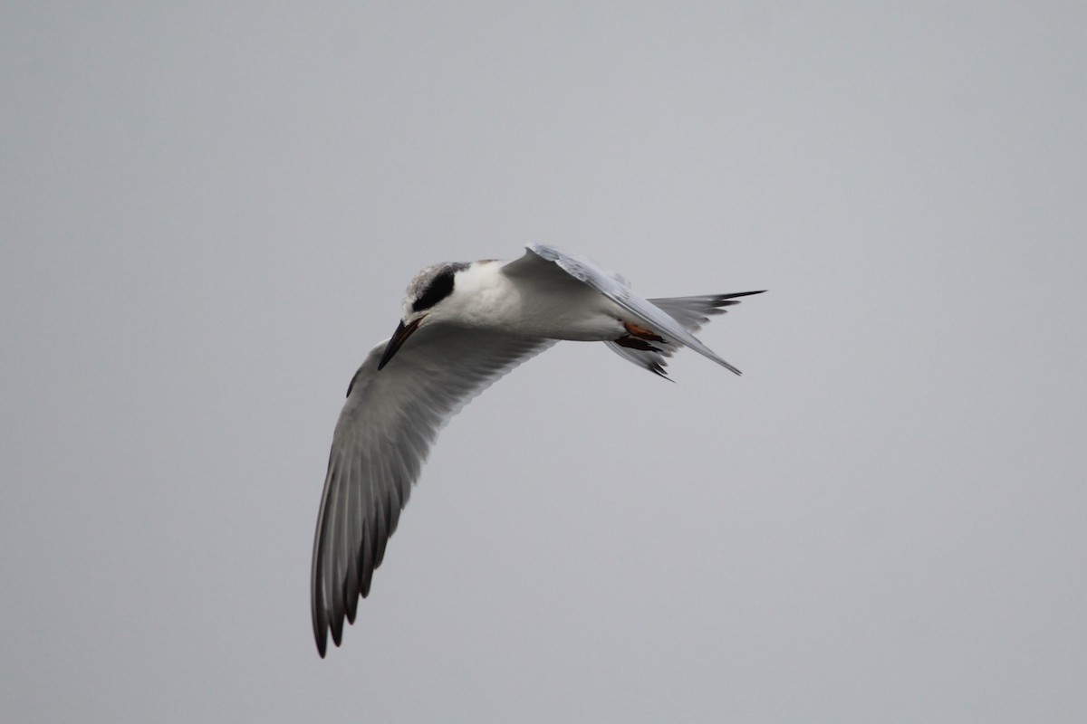 Forster's Tern - ML172810691