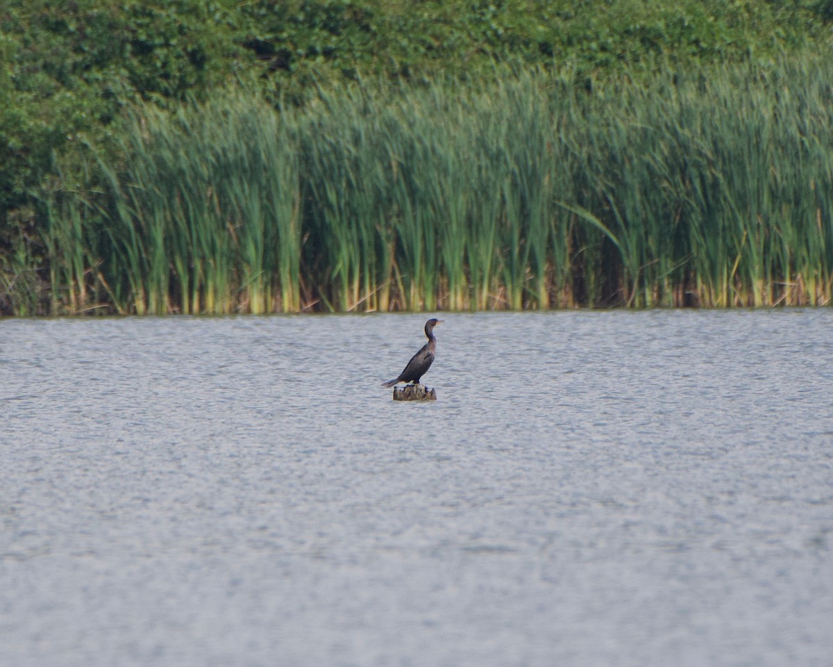 Double-crested Cormorant - Tuck Russell