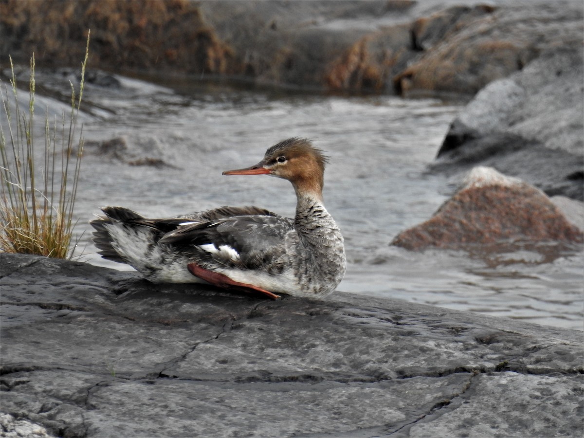 Red-breasted Merganser - ML172811811