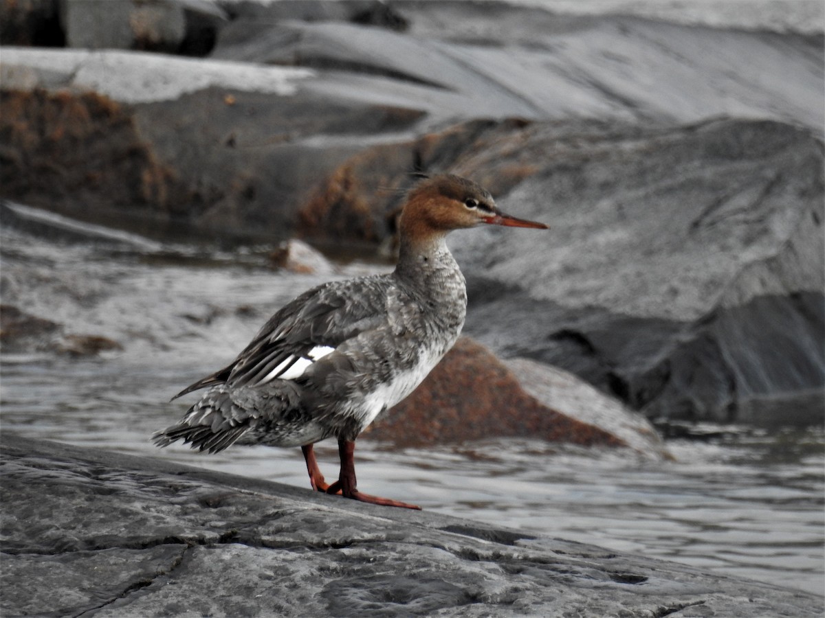 Red-breasted Merganser - ML172811821