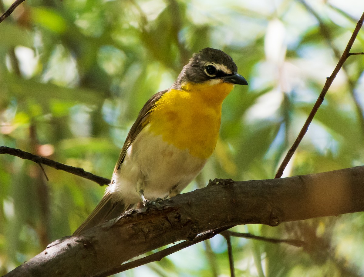 Yellow-breasted Chat - Mary McSparen