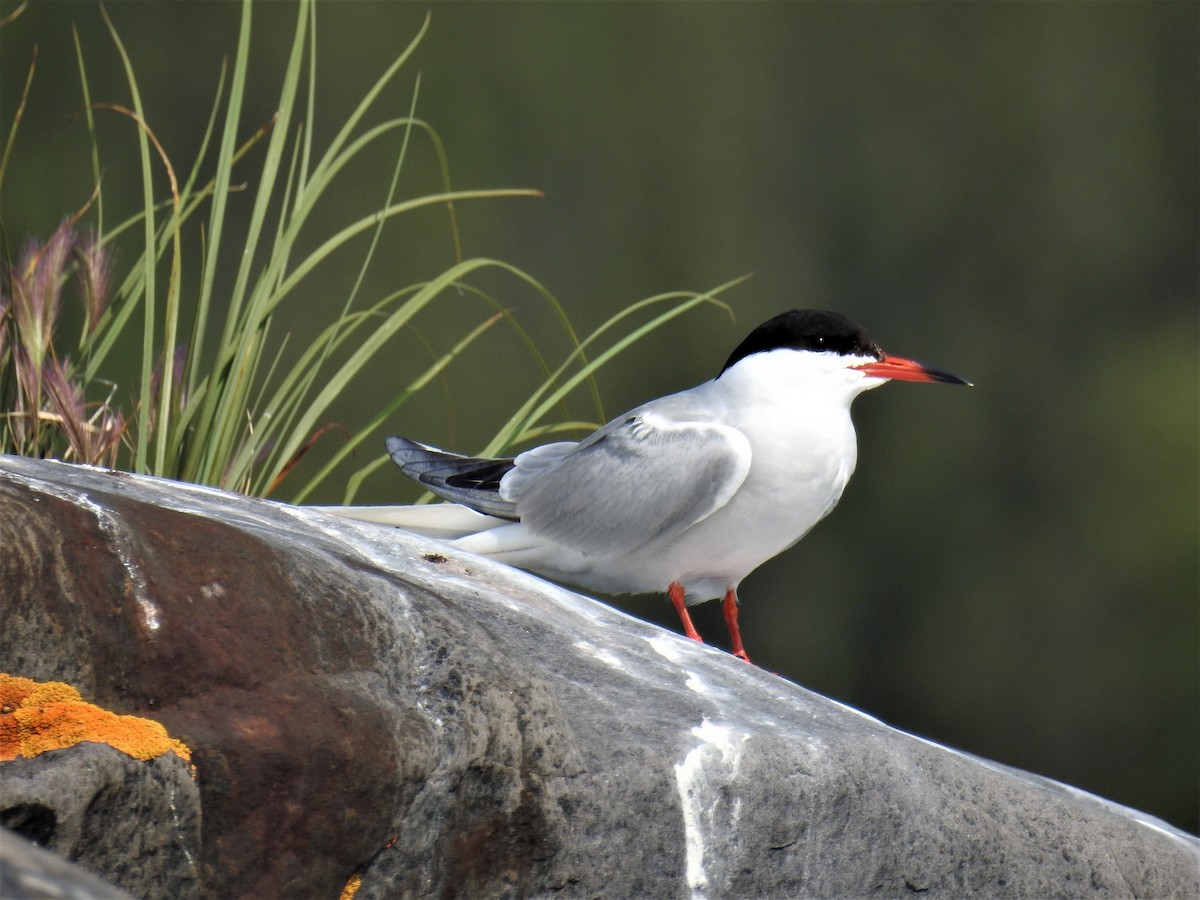 Common Tern - ML172812551