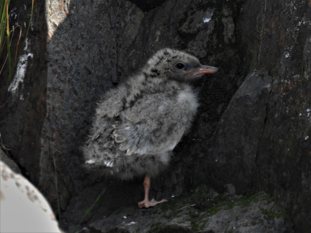 Common Tern - ML172812581