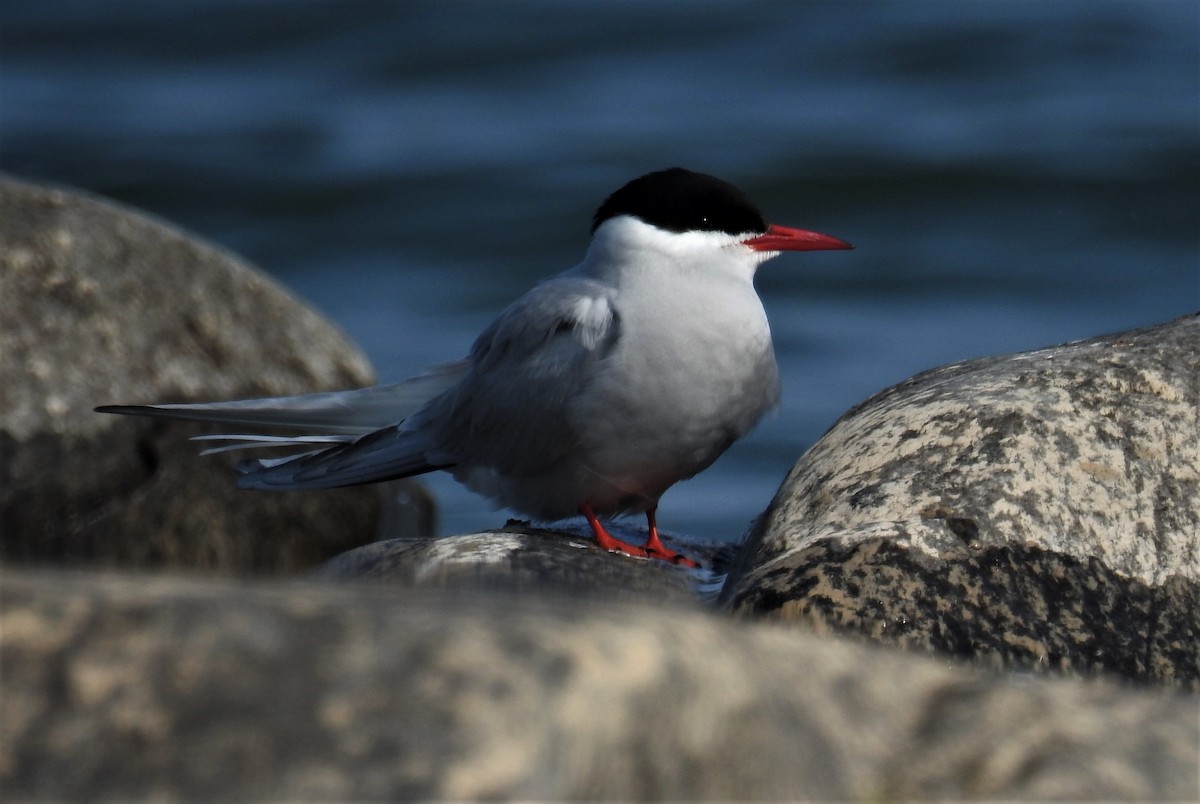 Arctic Tern - Bob Saunders