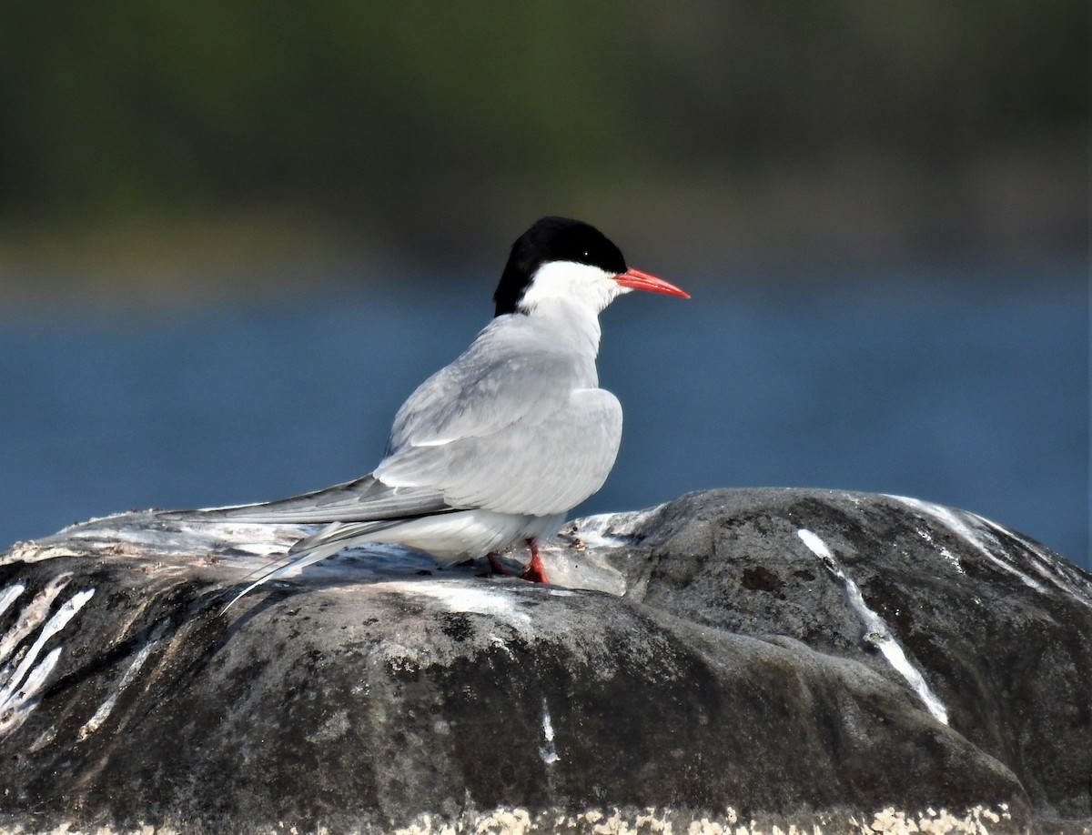 Arctic Tern - ML172812681