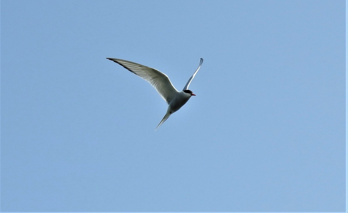 Arctic Tern - ML172812691