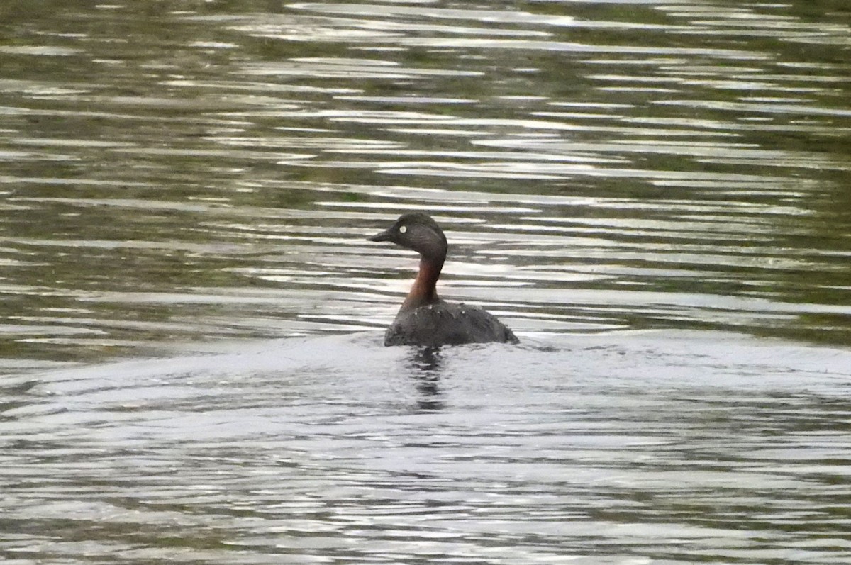 New Zealand Grebe - ML172813821