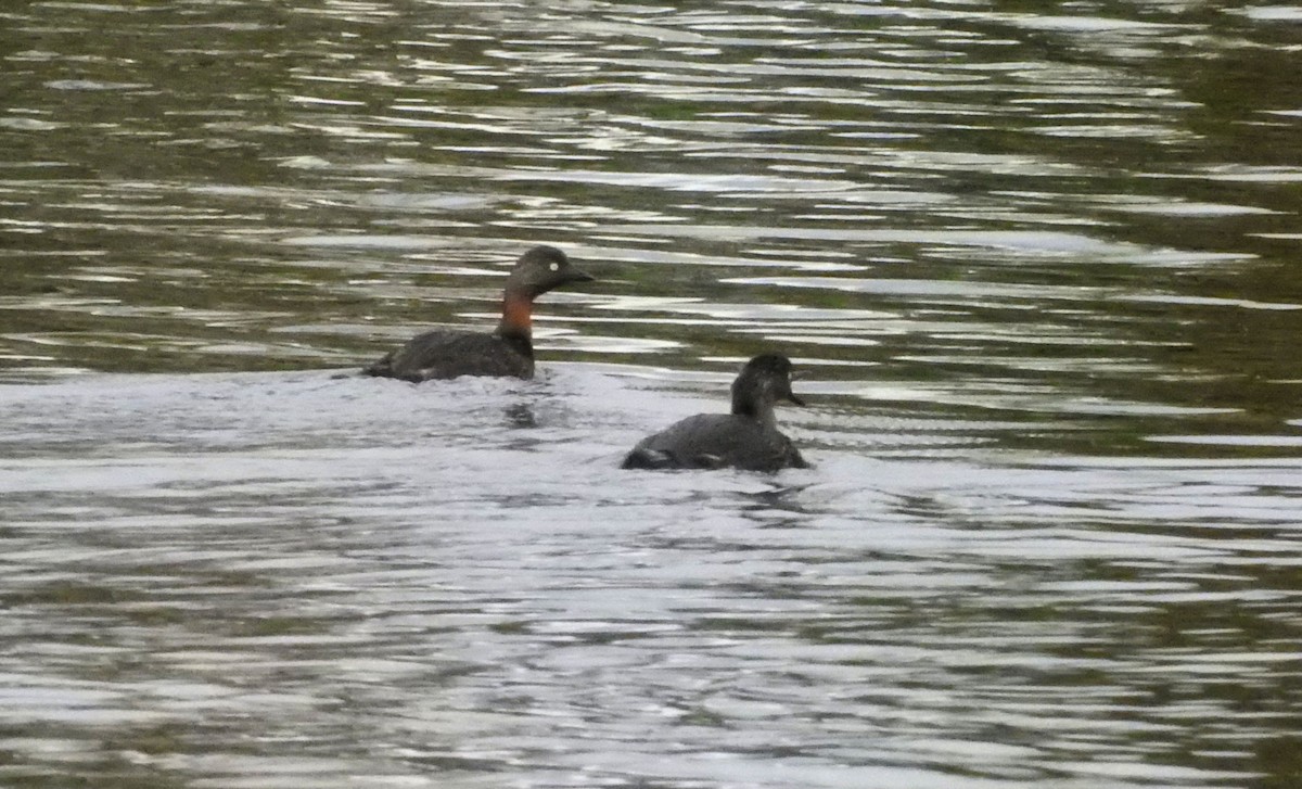 New Zealand Grebe - ML172813841