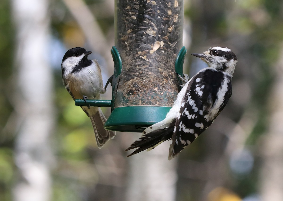 Black-capped Chickadee - Loren Kliewer