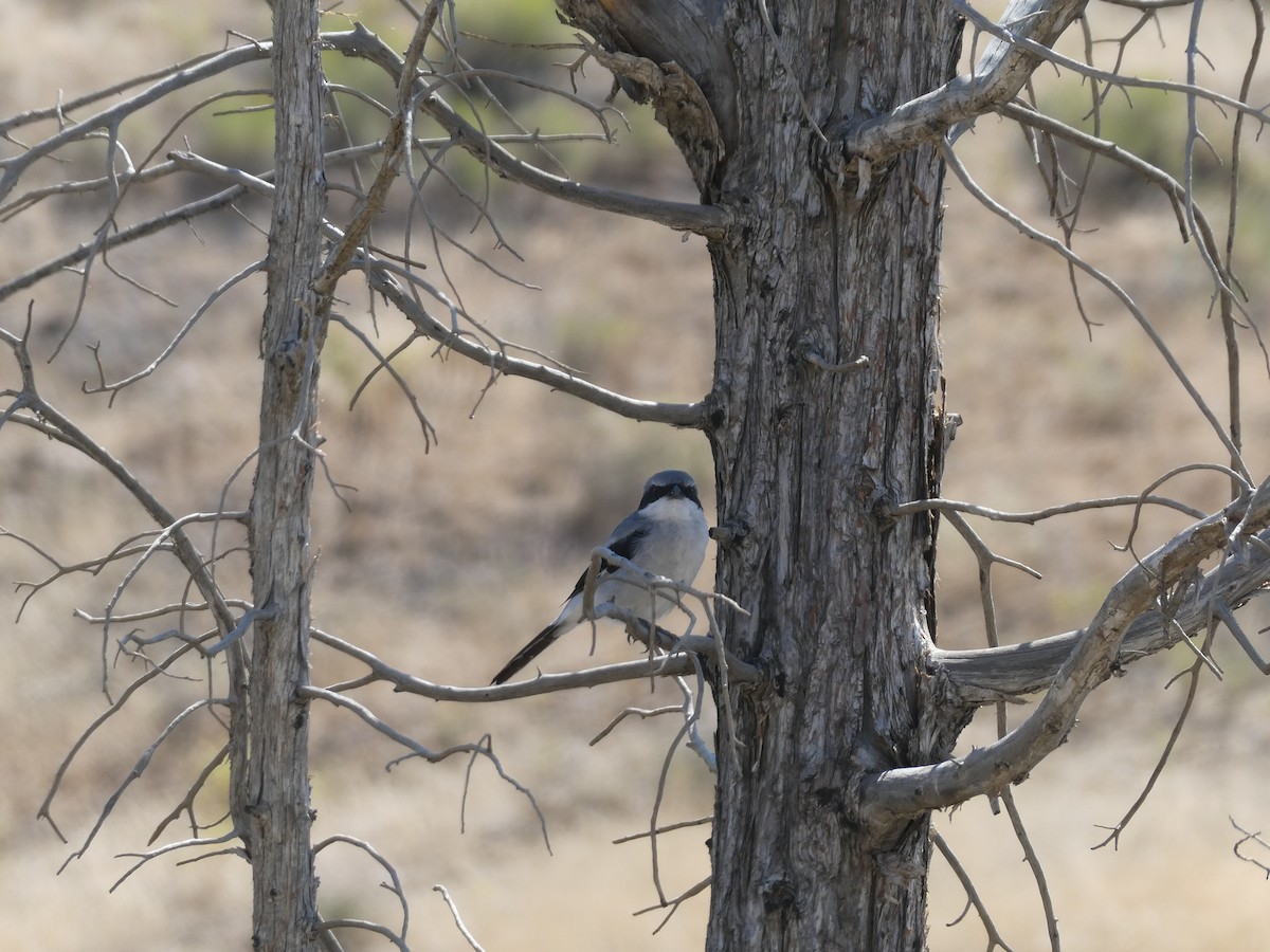 Loggerhead Shrike - ML172815701