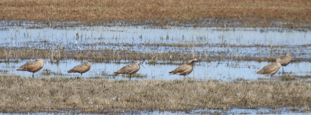 Long-billed Curlew - Fred Shaffer