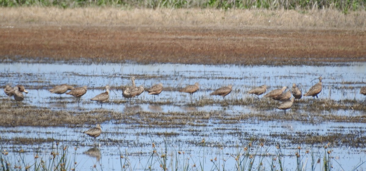 Long-billed Curlew - Fred Shaffer