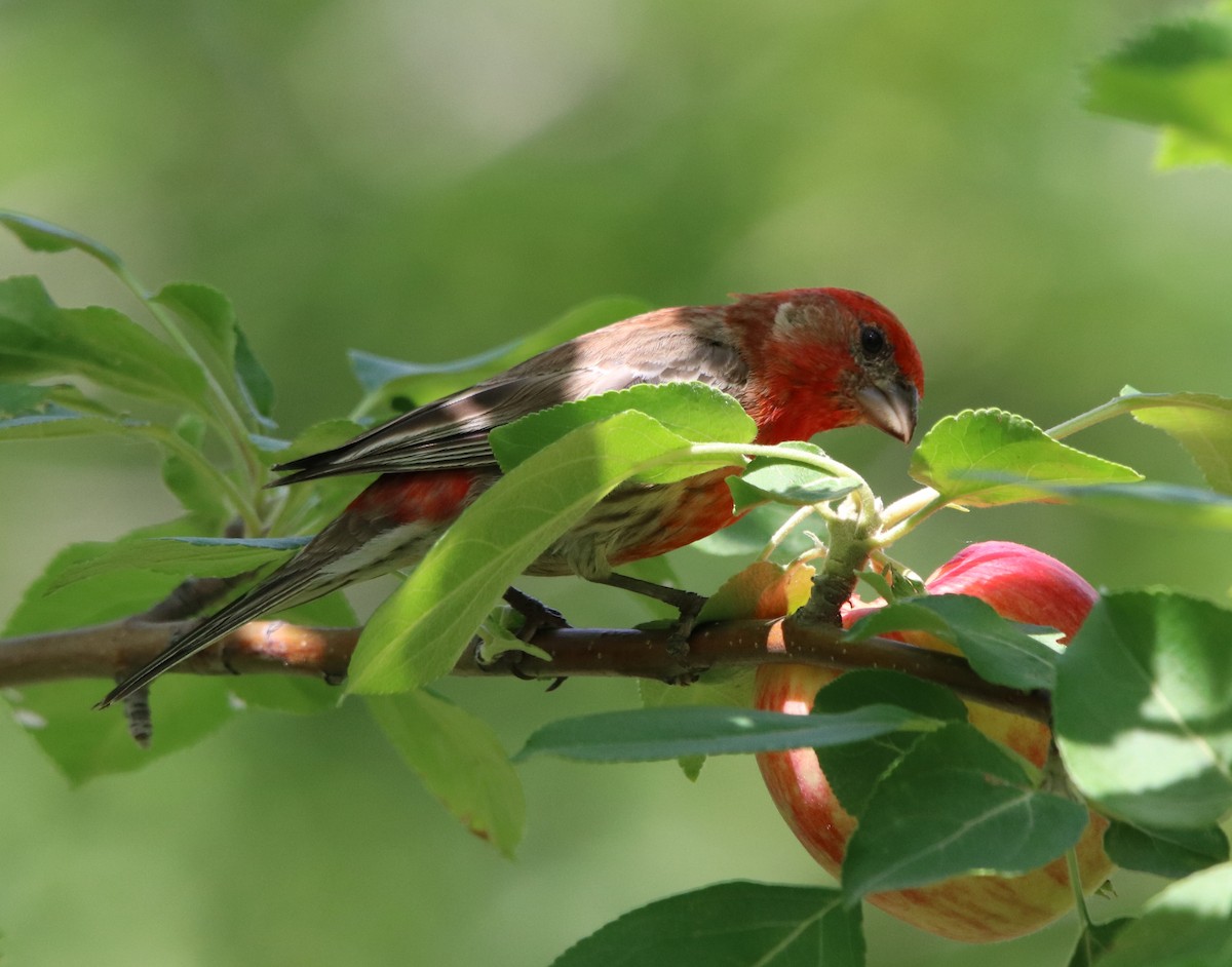 House Finch - ML172815911