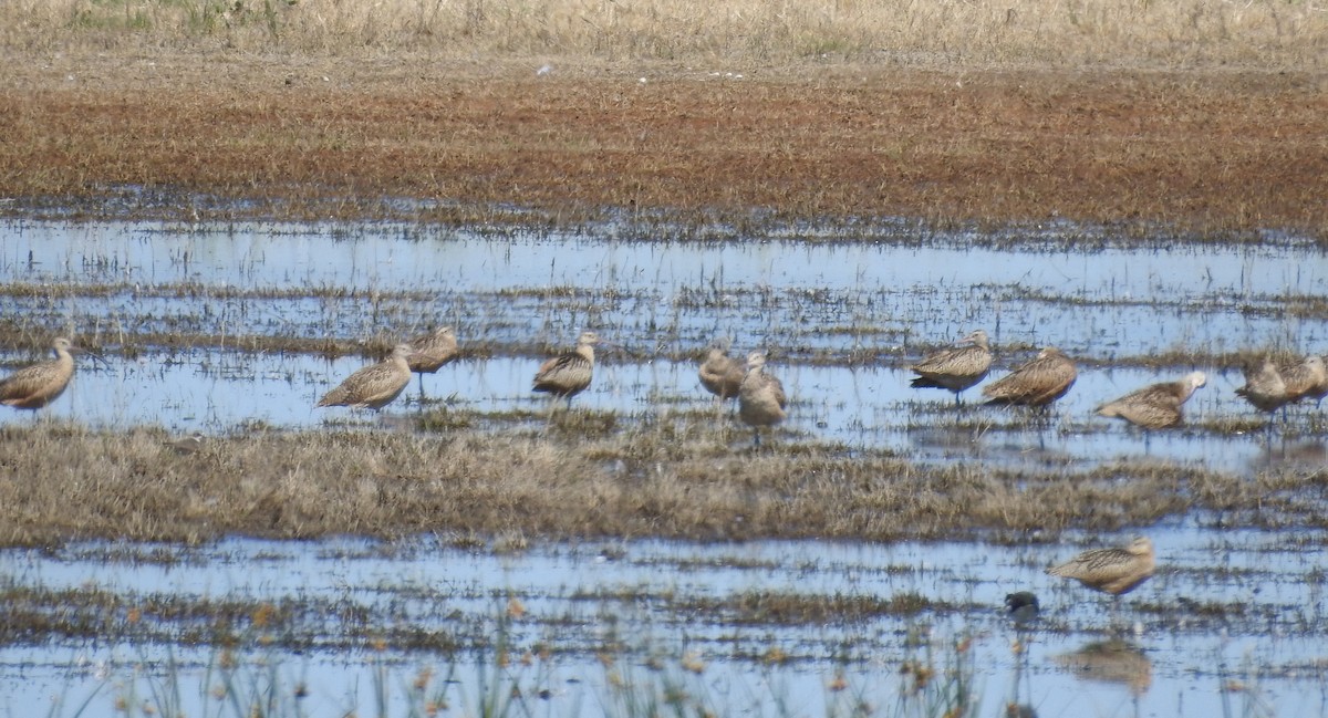 Long-billed Curlew - ML172816811