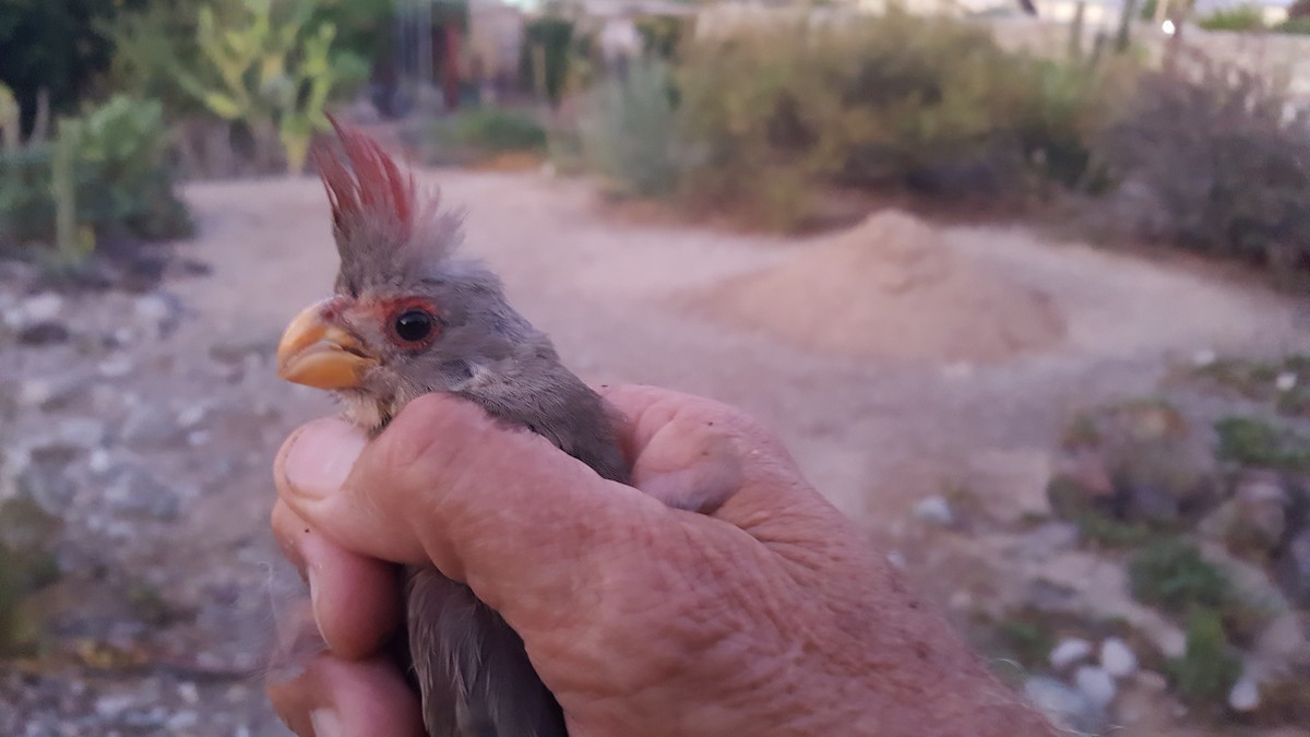 Cardinal pyrrhuloxia - ML172817501