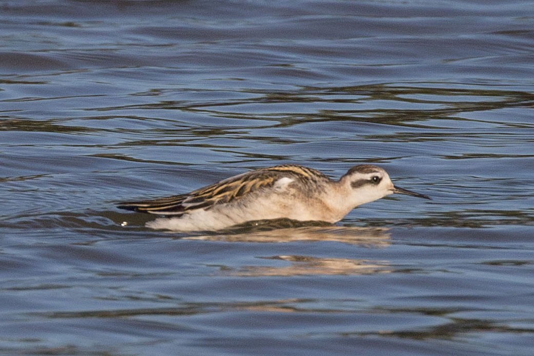 Red-necked Phalarope - ML172818411