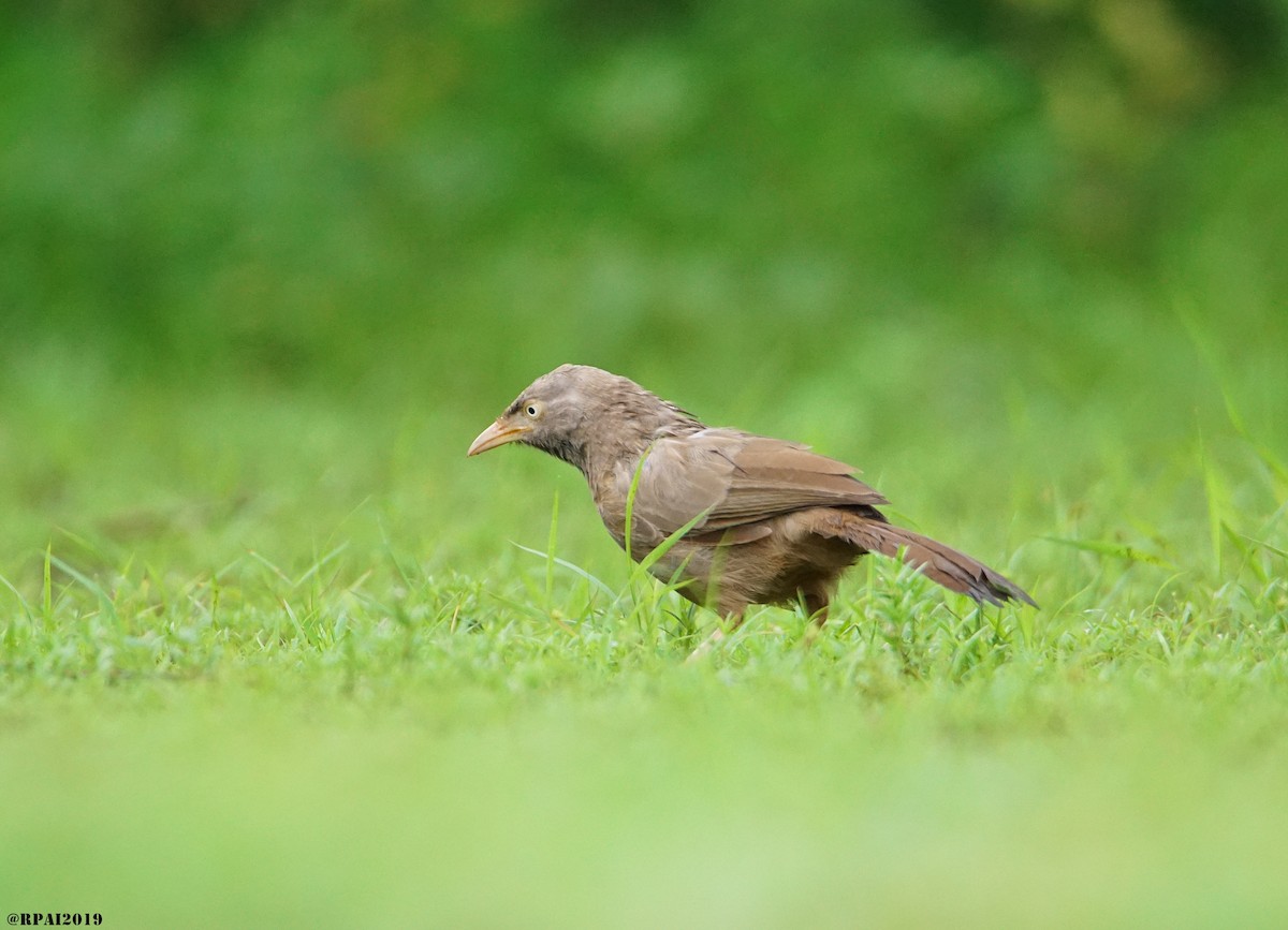 Jungle Babbler - ML172818911