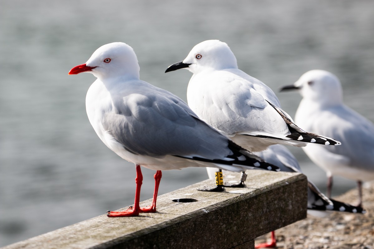 Black-billed Gull - Dan Burgin