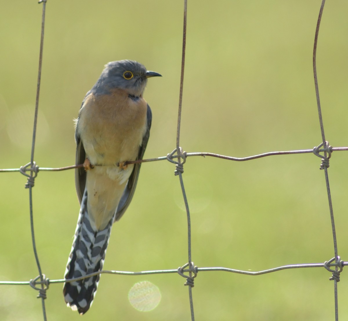 Fan-tailed Cuckoo - ML172822521